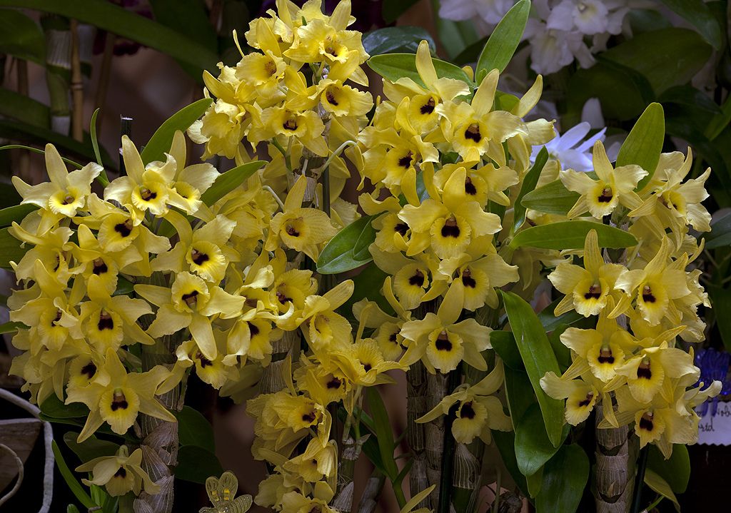 Дендробиум нобиле купить. Дендробиум Нобиле. Орхидея Дендробиум Нобиле. Орхидея Dendrobium Nobile. Дендробиум Нобиле Canary.