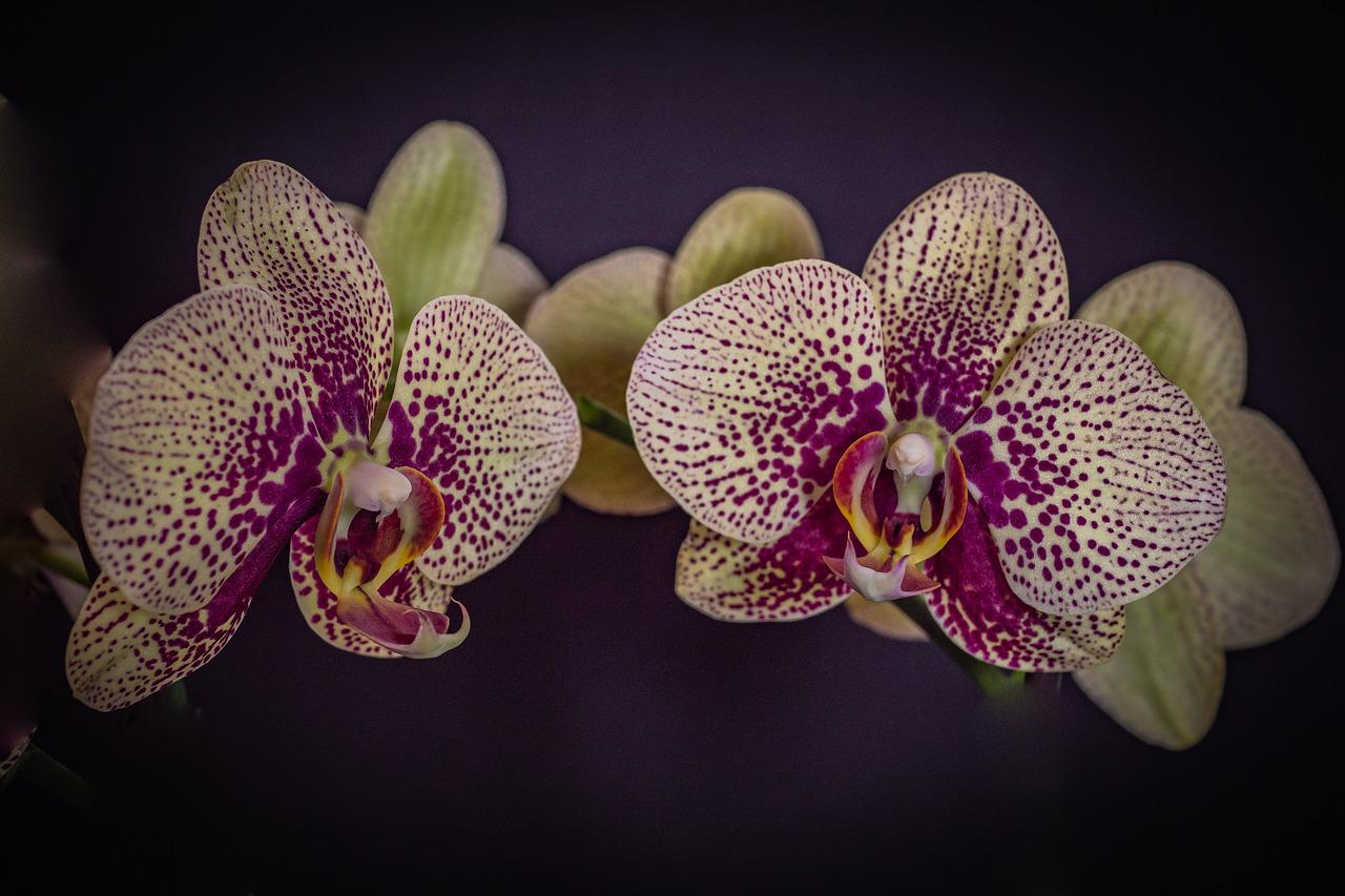 Внешний Вид Орхидеи