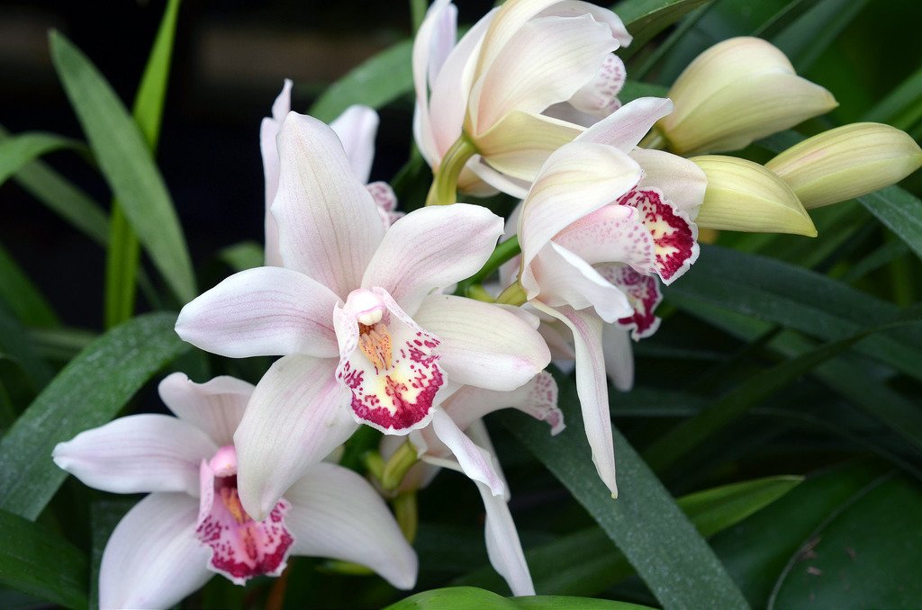 Орхидея цимбидиум как ухаживать. Орхидея Цимбидиум. Орхидея Цимбидиум белая. Фаленопсис Цимбидиум.