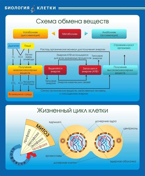 Активизация обмена веществ