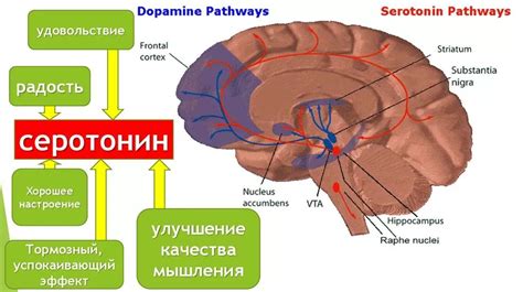 Активности для увеличения уровня дофамина и серотонина без никотина