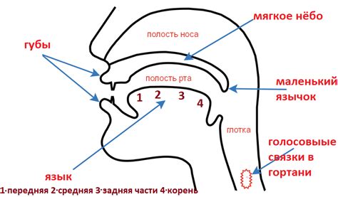 Активные и пассивные органы артикуляции