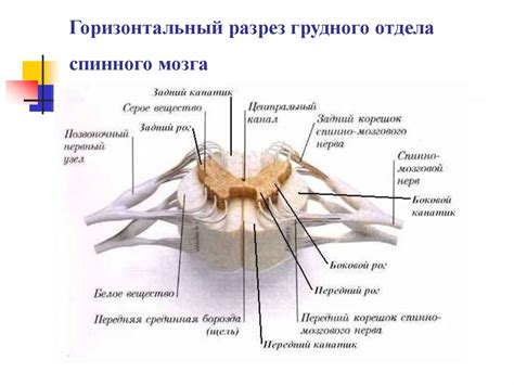 Альтернативные методы лечения миелиновой оболочки нерва