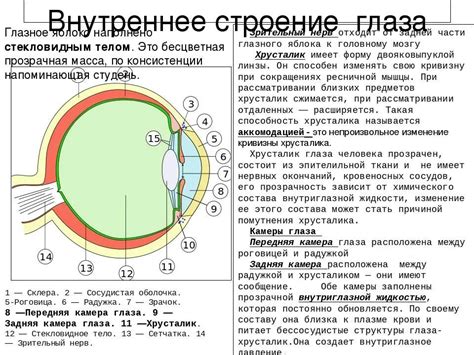 Анатомия глаза: основные структуры и их функции