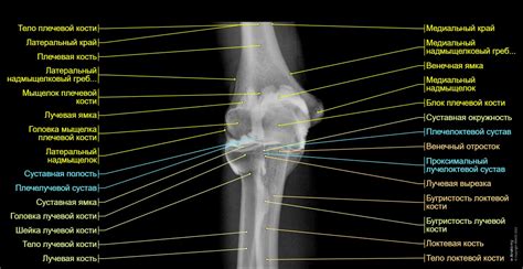 Анатомия локтевого сустава