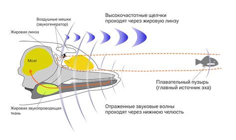 Аномалии эхолокации