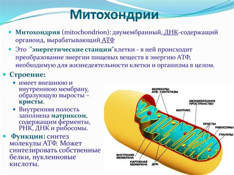 Антиоксиданты и их влияние на митохондрии