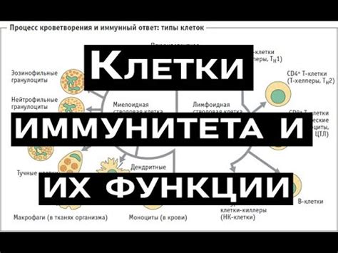 Антитела и клеточный иммунитет