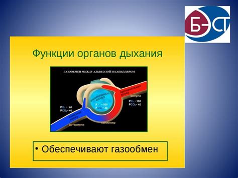 Аэробное дыхание и обмен веществ