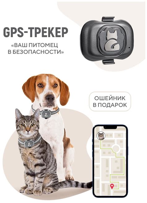 Безопасность и ограничения GPS трекера для кошек