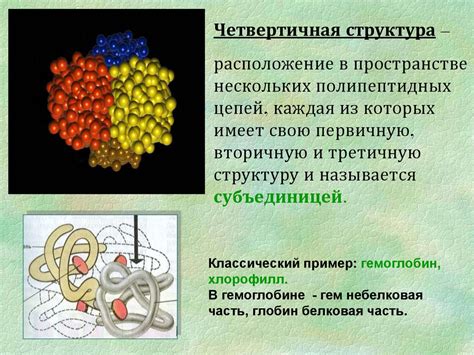 Белки - основа роста