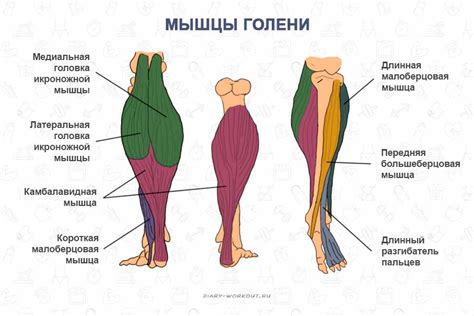 Биологическая структура и функции ног