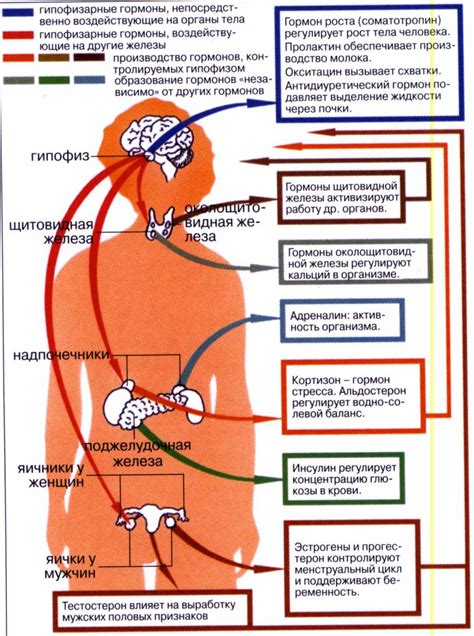 Биологически активные вещества для роста фолликулов