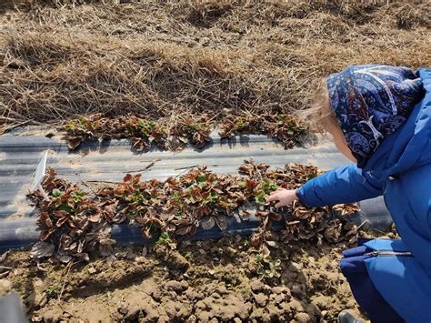 Важность мульчирования почвы