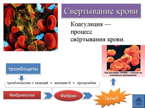 Важность свертываемости крови