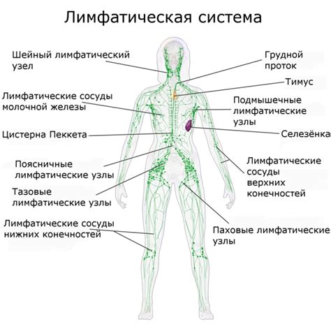 Важно обратиться к врачу при проблемах с лимфатической системой