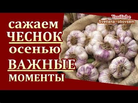 Важные моменты при очищении чеснока