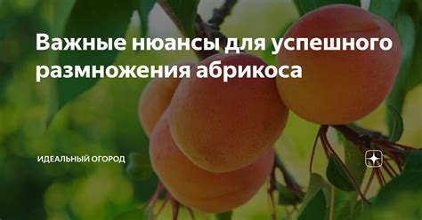 Важные нюансы разведения и размножения агамы