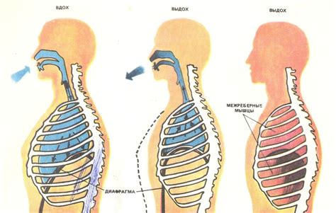 Вдох и выдох: ключевые моменты
