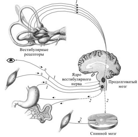 Взаимосвязь вестибулярной системы с другими системами организма