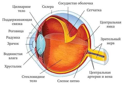 Видеоурок по анатомии глаза