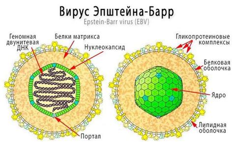 Вирус Эпштейна-Барра: что это?