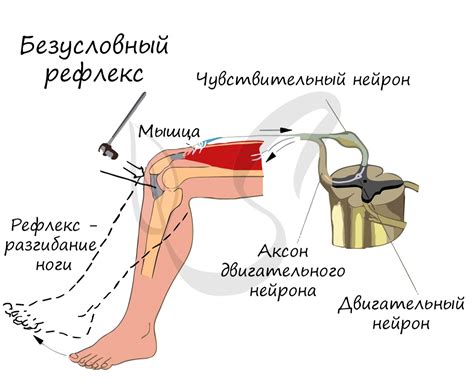 Вклад безусловного рефлекса в выживаемость