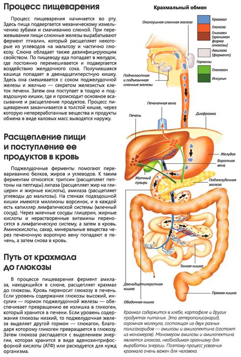 Влияние адиарина на пищеварительную систему