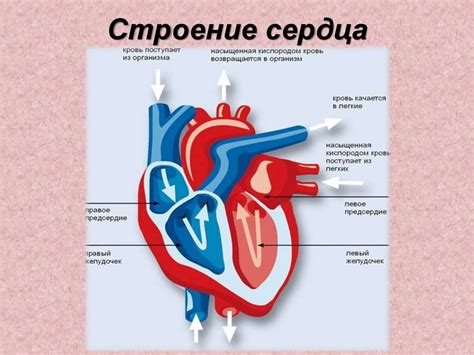 Влияние адиарина на работу сердца