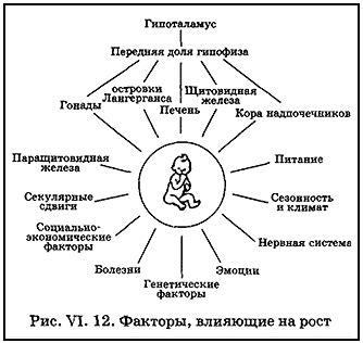 Влияние белка на рост и развитие