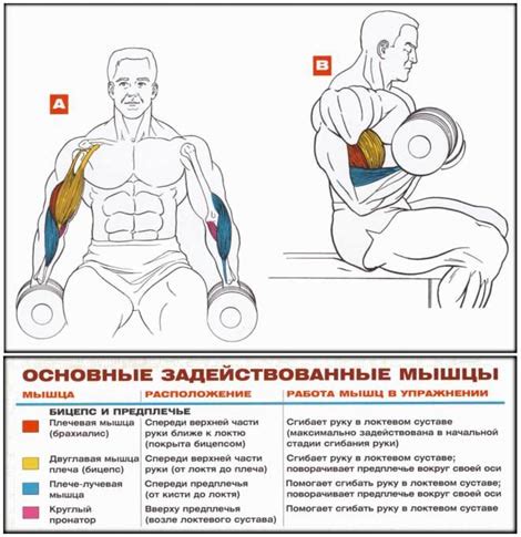 Влияние генетики на развитие сгибателя бицепса