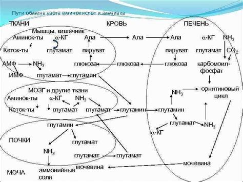 Влияние глутамата натрия на организм