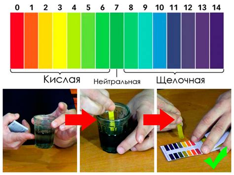 Влияние кислотности и щелочности почвы на растения