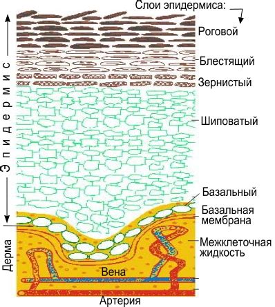 Влияние кожного сала