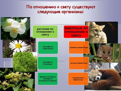 Влияние лаймового красителя на растения и животных в террариуме