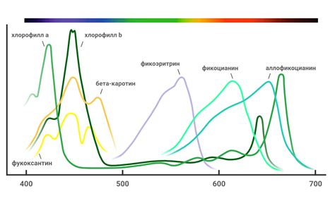 Влияние освещения на развитие трюфелей