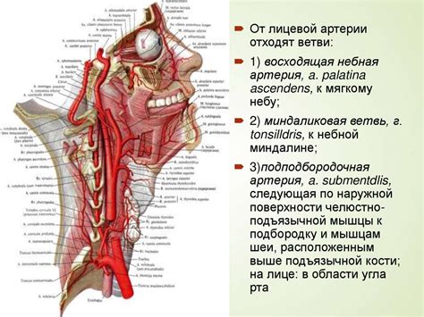 Влияние питания на проходимость сосудов шеи и головы