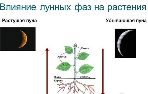 Влияние продолжительности дня на рост растений