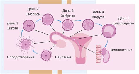 Влияние физического контакта на процесс оплодотворения