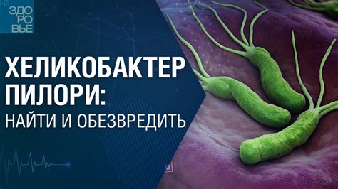 Влияние хеликобактер пилори на здоровье