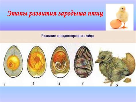 Внешние признаки оплодотворенного яйца у кур