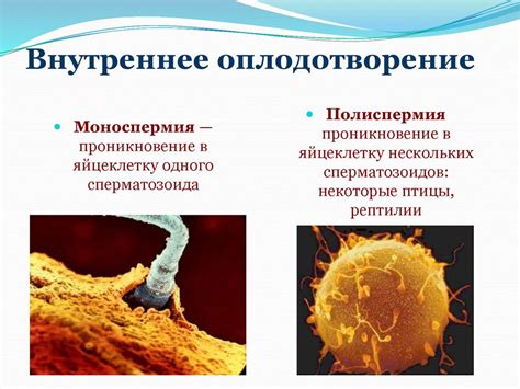 Внутреннее оплодотворение и яйцекладка