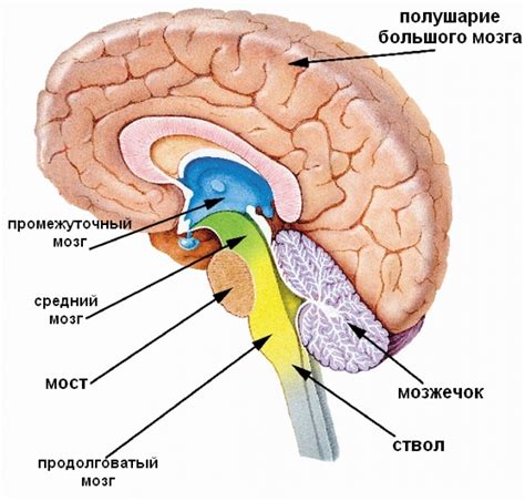 Внутреннее устройство мозга: открытие сложнейшей структуры