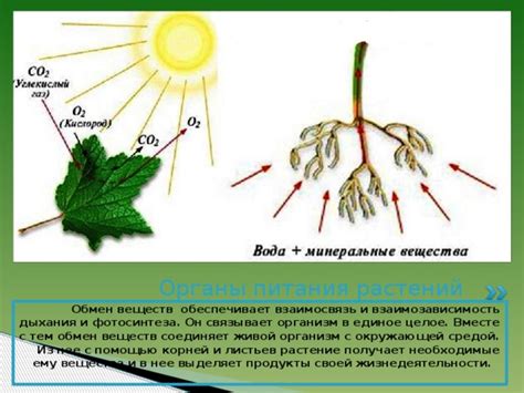 Воздействие воды на растения и механизмы