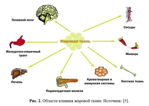 Восстановление лептина в организме человека