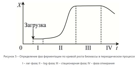 Второй этап: процесс ферментации