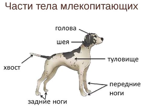 Выберите форму тела собаки