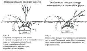 Выборка и подготовка саженцев