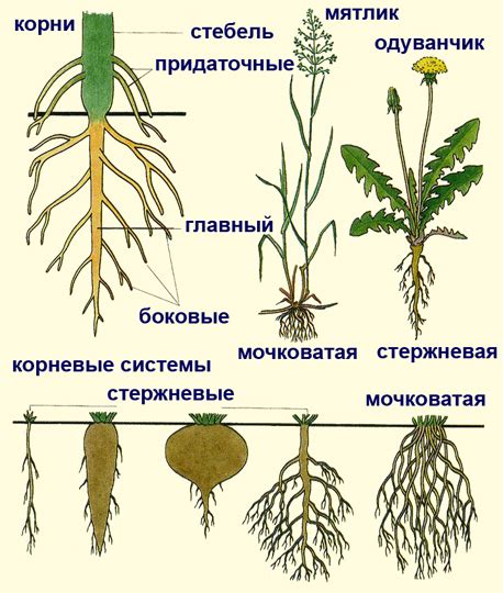 Выбор зрелого стебля для размножения