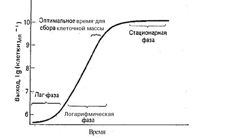 Выбор исходного материала для фурри токов